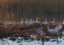 011227_bosque06c_125.jpg